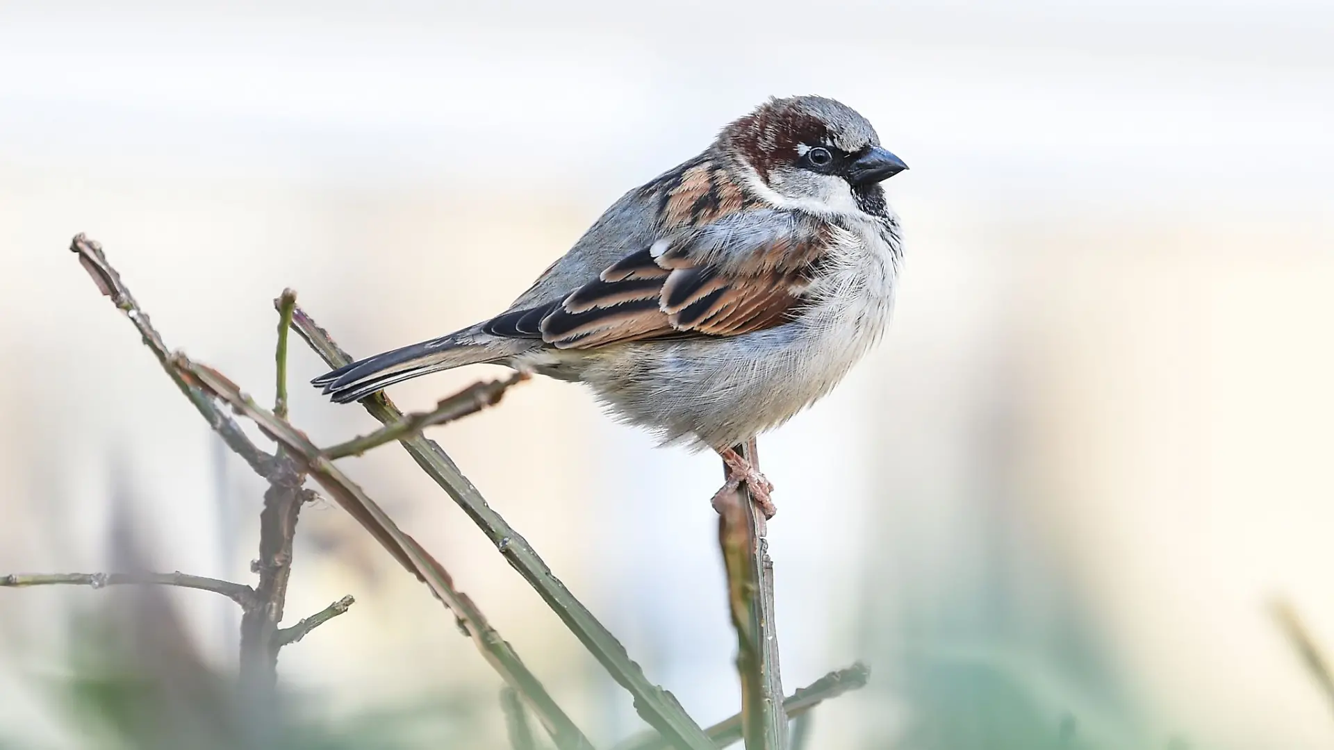 Bei der Vogelzählung sind deutlich weniger Spatzen gesichtet worden. (Archivbild)