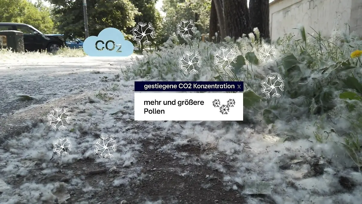 Pollenmengen im Frühjahr rekordverdächtig Allergiker kämpfen mit immer größeren Pollen