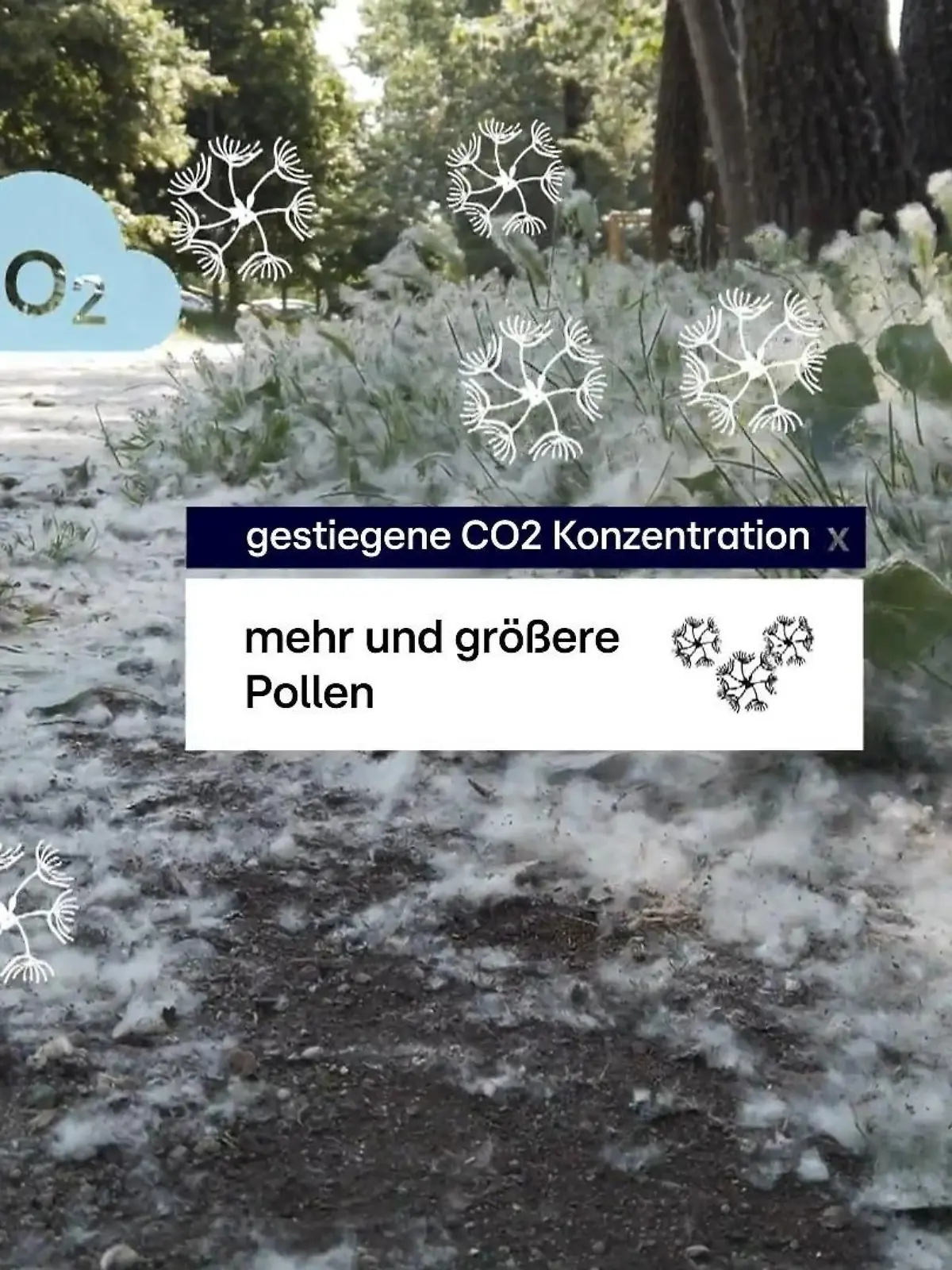 Bild zu: "Pollenmengen im Frühjahr rekordverdächtig"