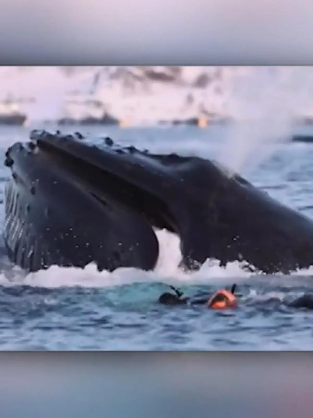 Orca Norwegen. 