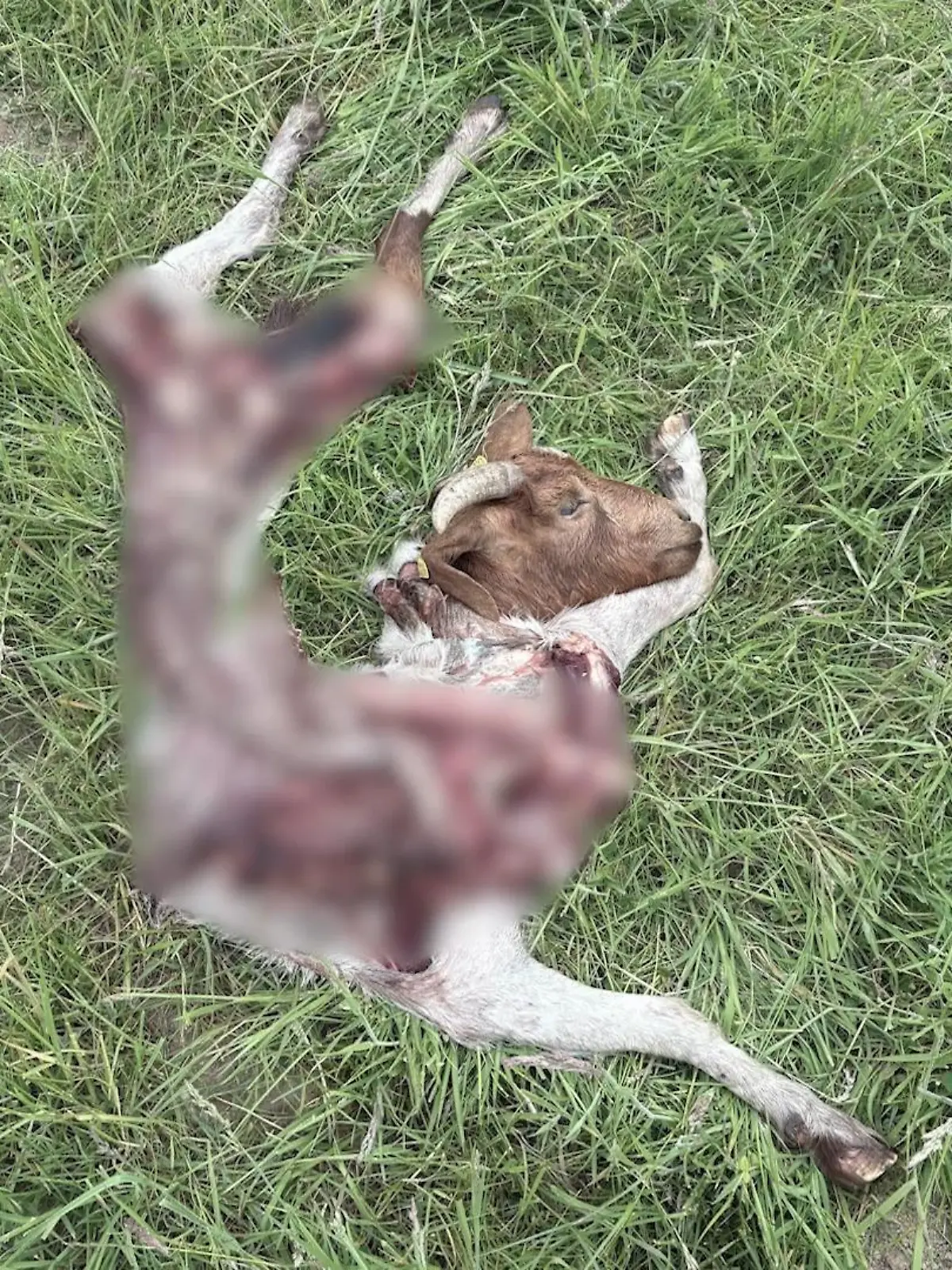 Bild zu: "Tiere durch Wolfsangriff getötet"