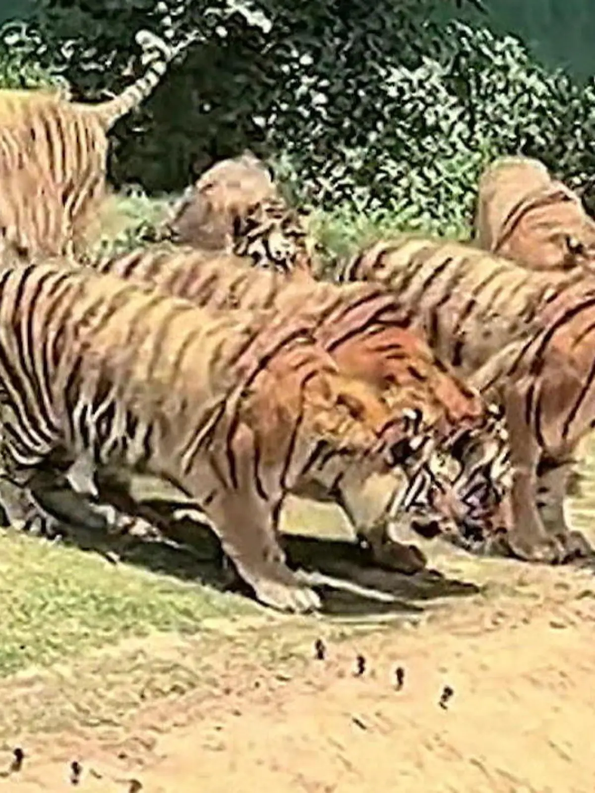 Bild zu: "Der nimmt den Schnabel aber voll! Kranich legt sich mit SIEBEN Tigern an"