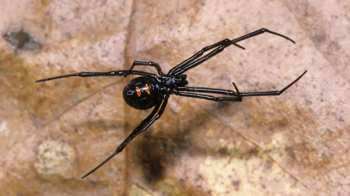 Drei Jungs aus Bolivien ließen sich absichtlich von einer Schwarzen Witwe beißen.