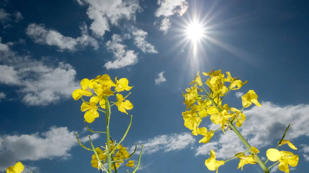Sonne und Sternschnuppen im April lassen Wünsche wahr werden. Im Mai könnte es frostig werden. (Archivbild)