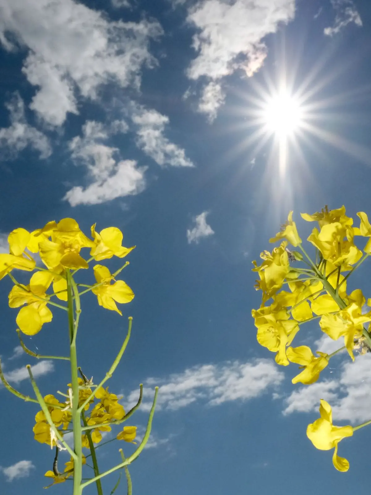 Bild zu: "Holt die Sonnenbrillen raus! Wie lang wir diesmal das Frühlingsgefühl genießen dürfen"