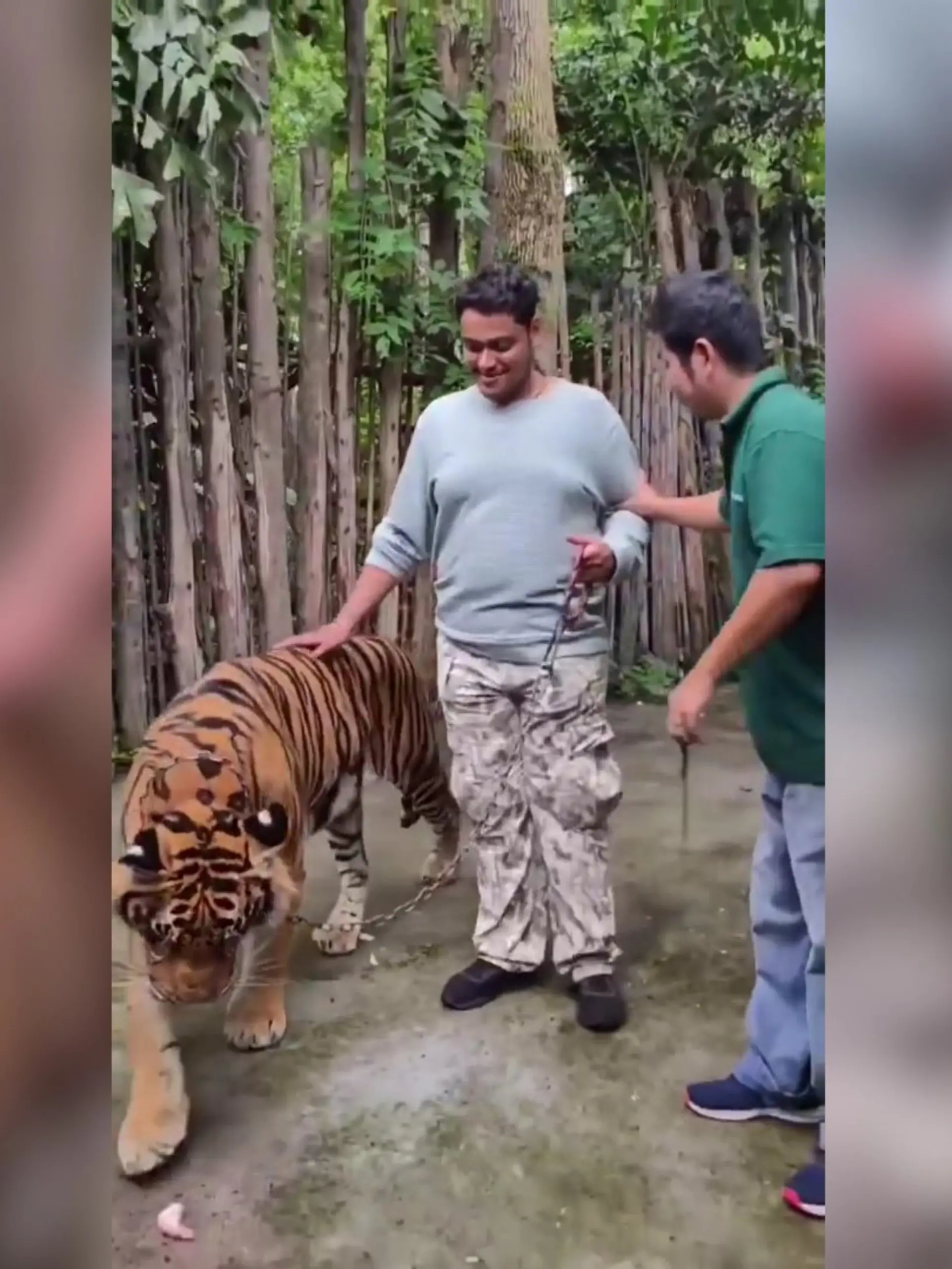 Ein Tourist will in Thailand ein Selfie mit einem Tiger machen und wird gebissen. 