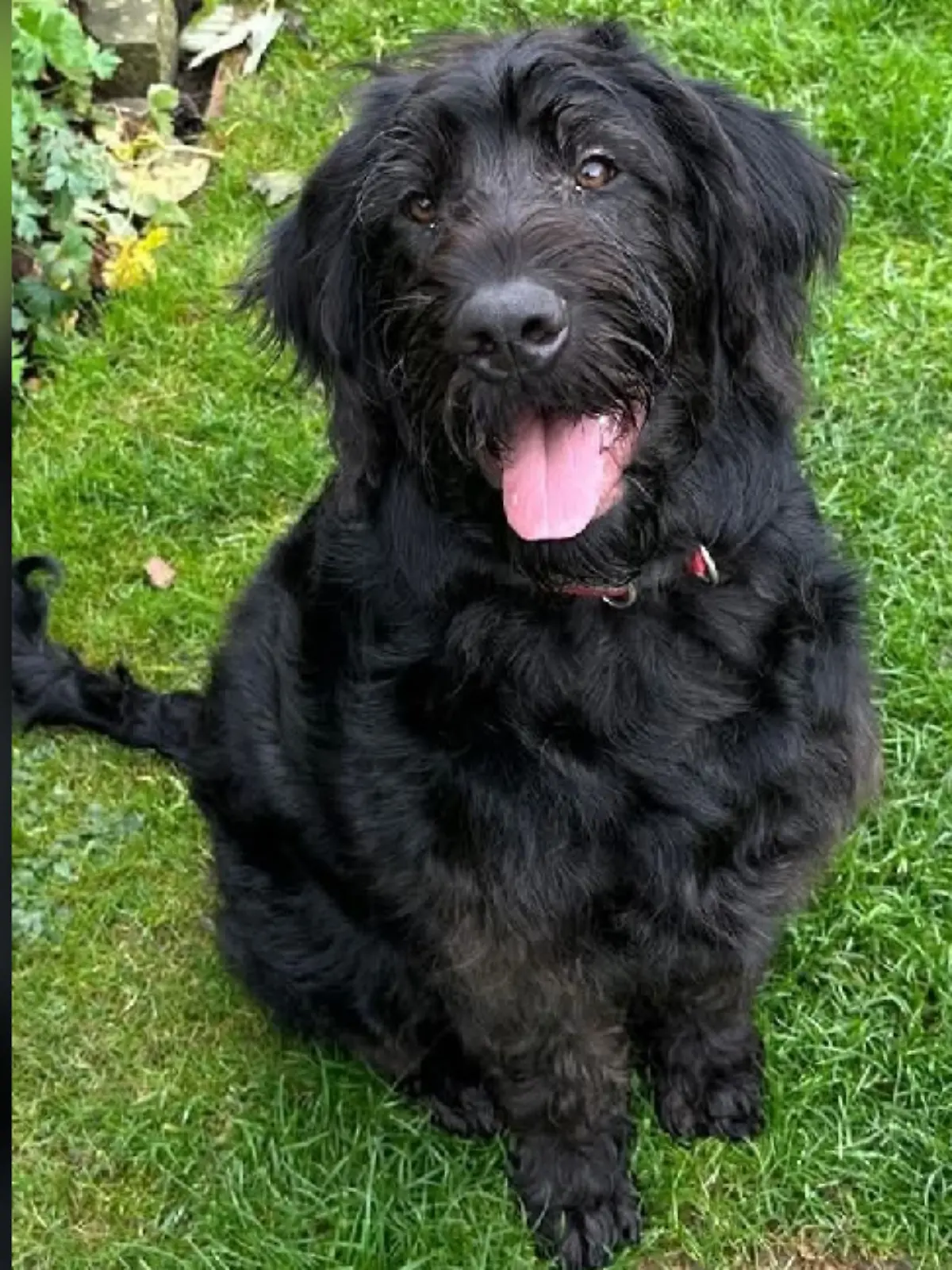 Bild zu: "Maskierter Einbrecher klaut Familienhunde Bruno und Molly"