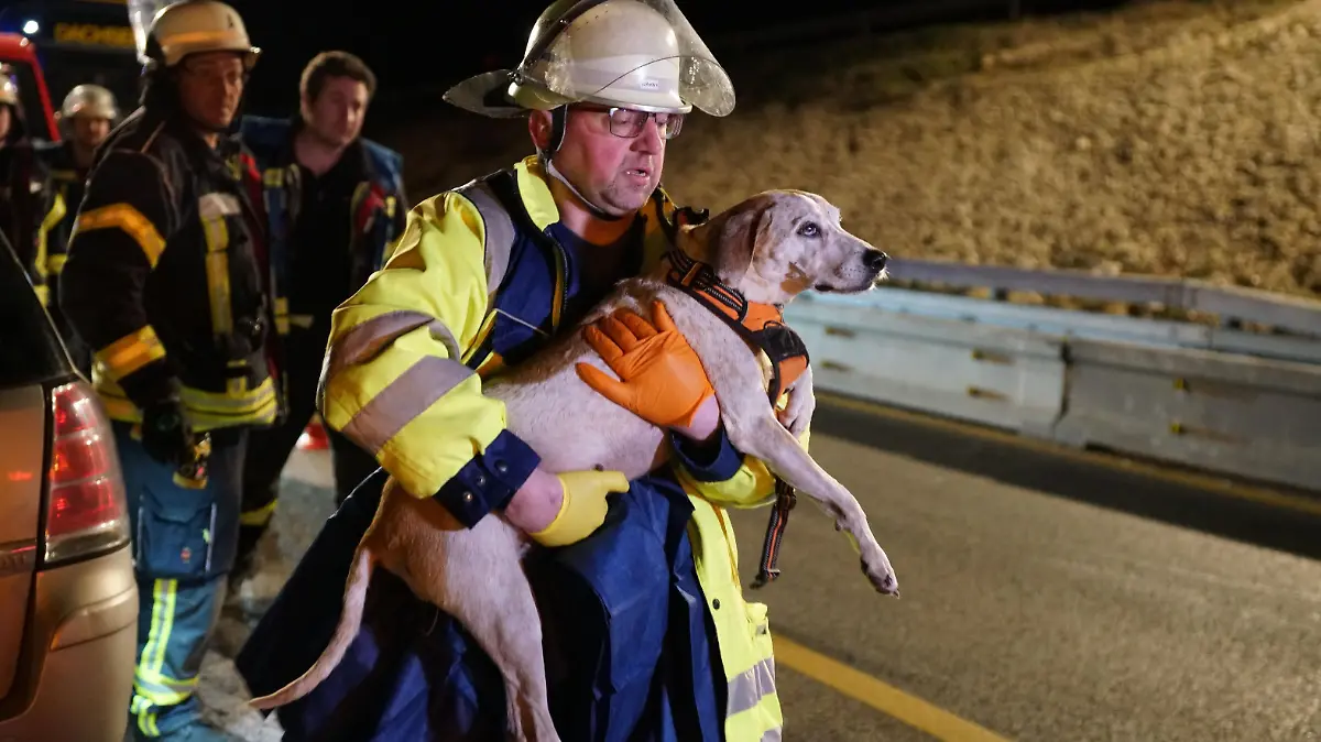 Ein Retter trägt einen Hund nach einem Unfall auf der A8. Ein betrunkener Falschfahrer hat sich bei einem Unfall auf der A8 nahe Mühlhausen im Täle (Landkreis Göppingen) schwer verletzt. Auch vier Hunde, die in seinem Auto saßen, wurden am Mittwochabend schwer verletzt, wie die Polizei in der Nacht zum Donnerstag mitteilte. Ein Hund starb am Unfallort. (zu dpa «Auto kracht in Lkw auf A8 - Falschfahrer und Hunde schwer verletzt»)