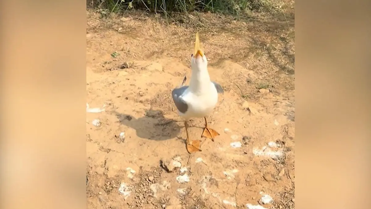 Heute schon gelacht? Möwe begeistert Zoobesucher - mit irrem Trick! Da lachen nicht nur die Hühner