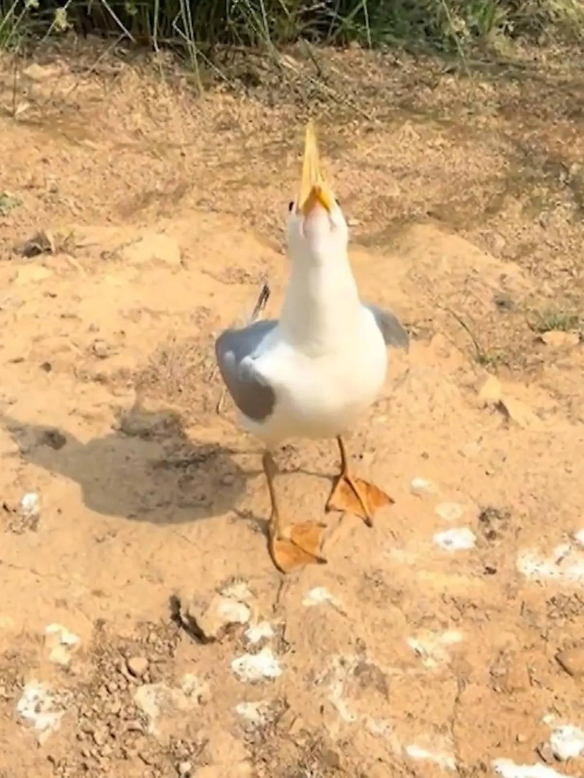 Möwe lacht