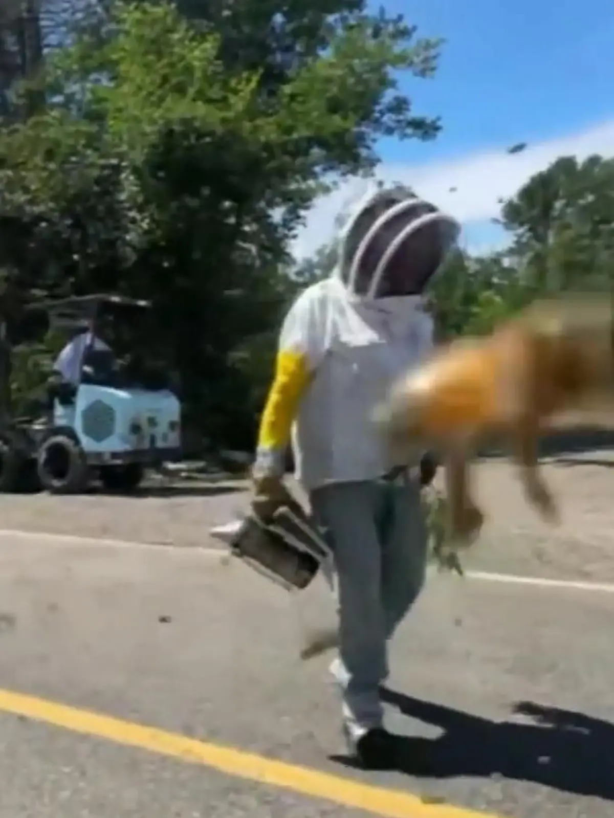 Bild zu: "Lkw überschlagen ‒ 250 Millionen Bienen plötzlich frei!"