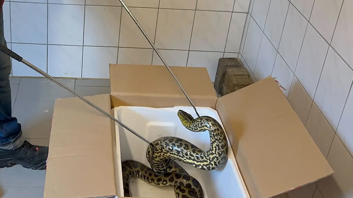 In der weißen Box kommt die Anakonda in der Wildtierstation an. 