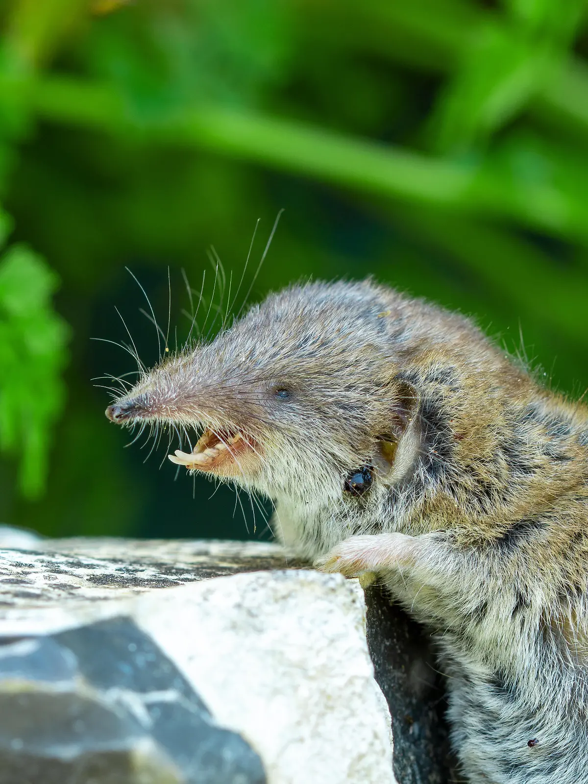Die Feldspitzmaus gilt in Deutschland als Überträger des Borna-Virus.