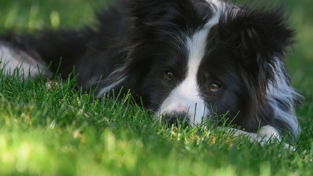 26.05.2018, Brandenburg, Sieversdorf: Die Border Collie Hündin Tilda liegt im Schatten auf einer Wiese in einem Garten. Auf Temperaturen wie im Hochsommer können sich die Deutschen in den kommenden Tagen freuen. Schon am Samstag kann es nach Prognosen des Deutschen Wetterdienstes (DWD) bis zu 31 Grad warm werden, vom Niederrhein bis zu den Alpen sind am Sonntag allerdings auch kräftige Gewitter möglich. Zum Wochenstart liegen die Höchsttemperaturen bei 25 bis 32 Grad. Foto: Patrick Pleul/dpa-Zentralbild/dpa +++ dpa-Bildfunk +++