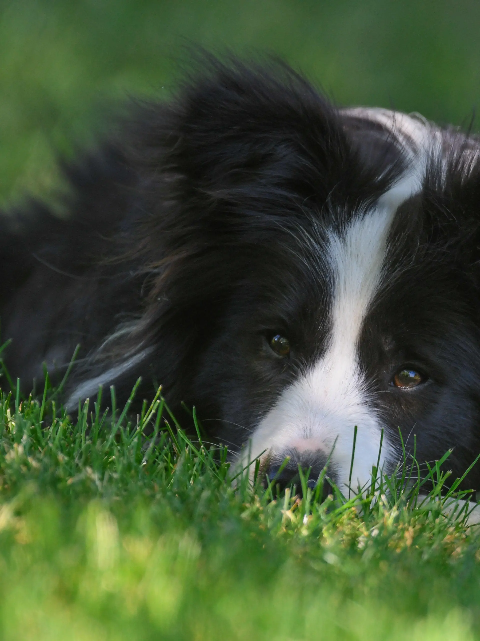 26.05.2018, Brandenburg, Sieversdorf: Die Border Collie Hündin Tilda liegt im Schatten auf einer Wiese in einem Garten. Auf Temperaturen wie im Hochsommer können sich die Deutschen in den kommenden Tagen freuen. Schon am Samstag kann es nach Prognosen des Deutschen Wetterdienstes (DWD) bis zu 31 Grad warm werden, vom Niederrhein bis zu den Alpen sind am Sonntag allerdings auch kräftige Gewitter möglich. Zum Wochenstart liegen die Höchsttemperaturen bei 25 bis 32 Grad. Foto: Patrick Pleul/dpa-Zentralbild/dpa +++ dpa-Bildfunk +++