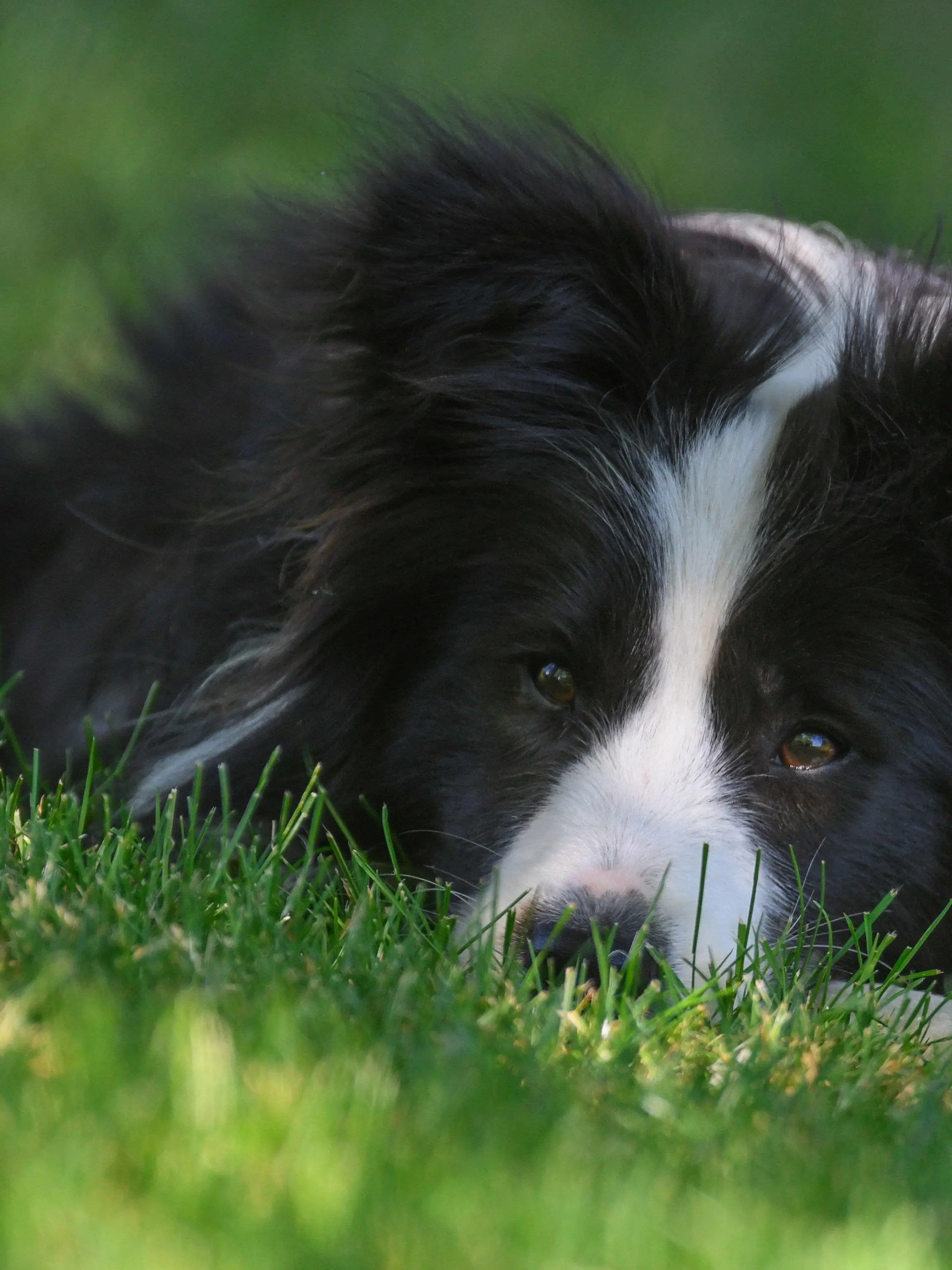 26.05.2018, Brandenburg, Sieversdorf: Die Border Collie Hündin Tilda liegt im Schatten auf einer Wiese in einem Garten. Auf Temperaturen wie im Hochsommer können sich die Deutschen in den kommenden Tagen freuen. Schon am Samstag kann es nach Prognosen des Deutschen Wetterdienstes (DWD) bis zu 31 Grad warm werden, vom Niederrhein bis zu den Alpen sind am Sonntag allerdings auch kräftige Gewitter möglich. Zum Wochenstart liegen die Höchsttemperaturen bei 25 bis 32 Grad. Foto: Patrick Pleul/dpa-Zentralbild/dpa +++ dpa-Bildfunk +++