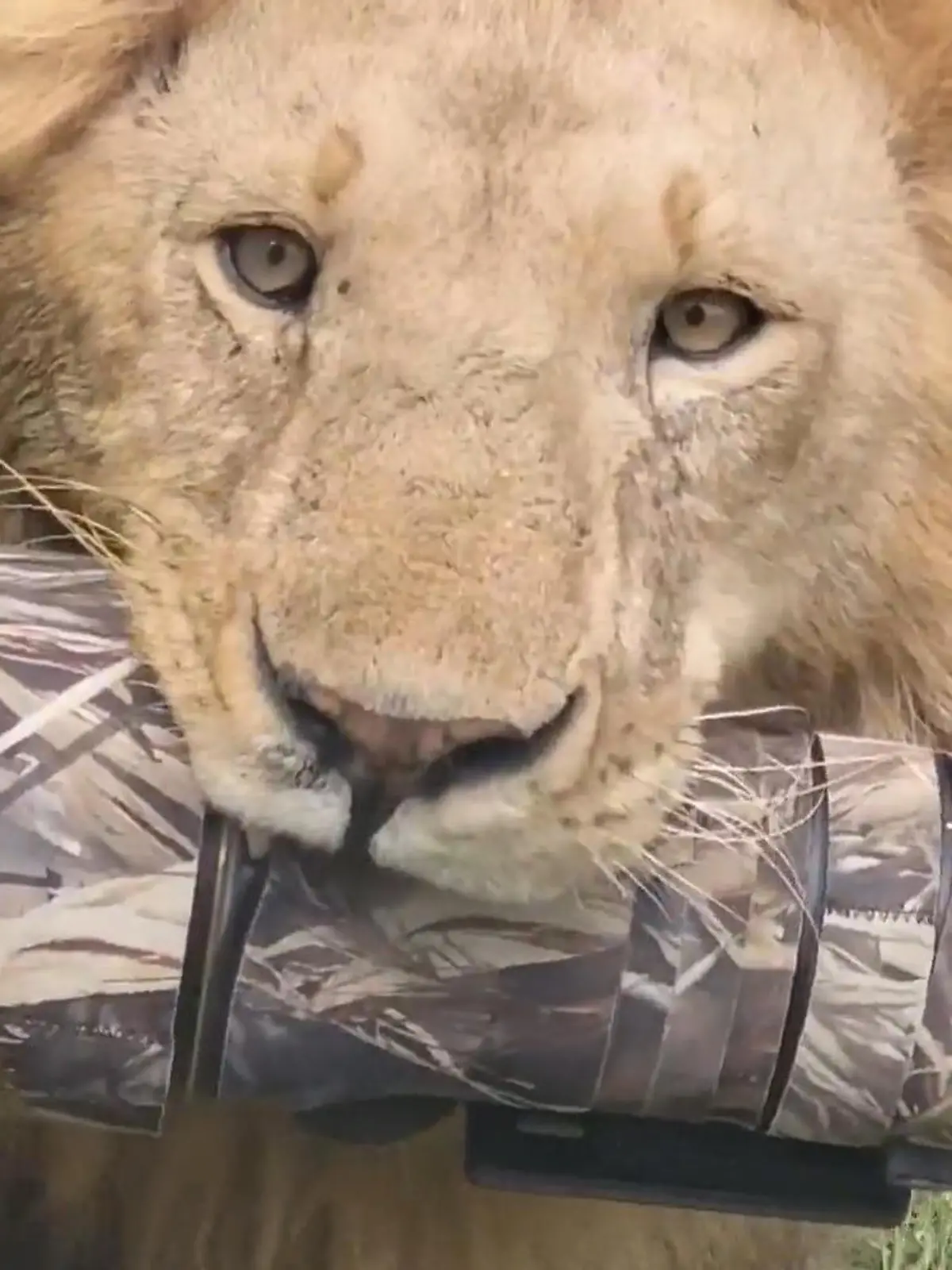 Der Löwe klaut einem Fotografen das Kameraobjektiv.