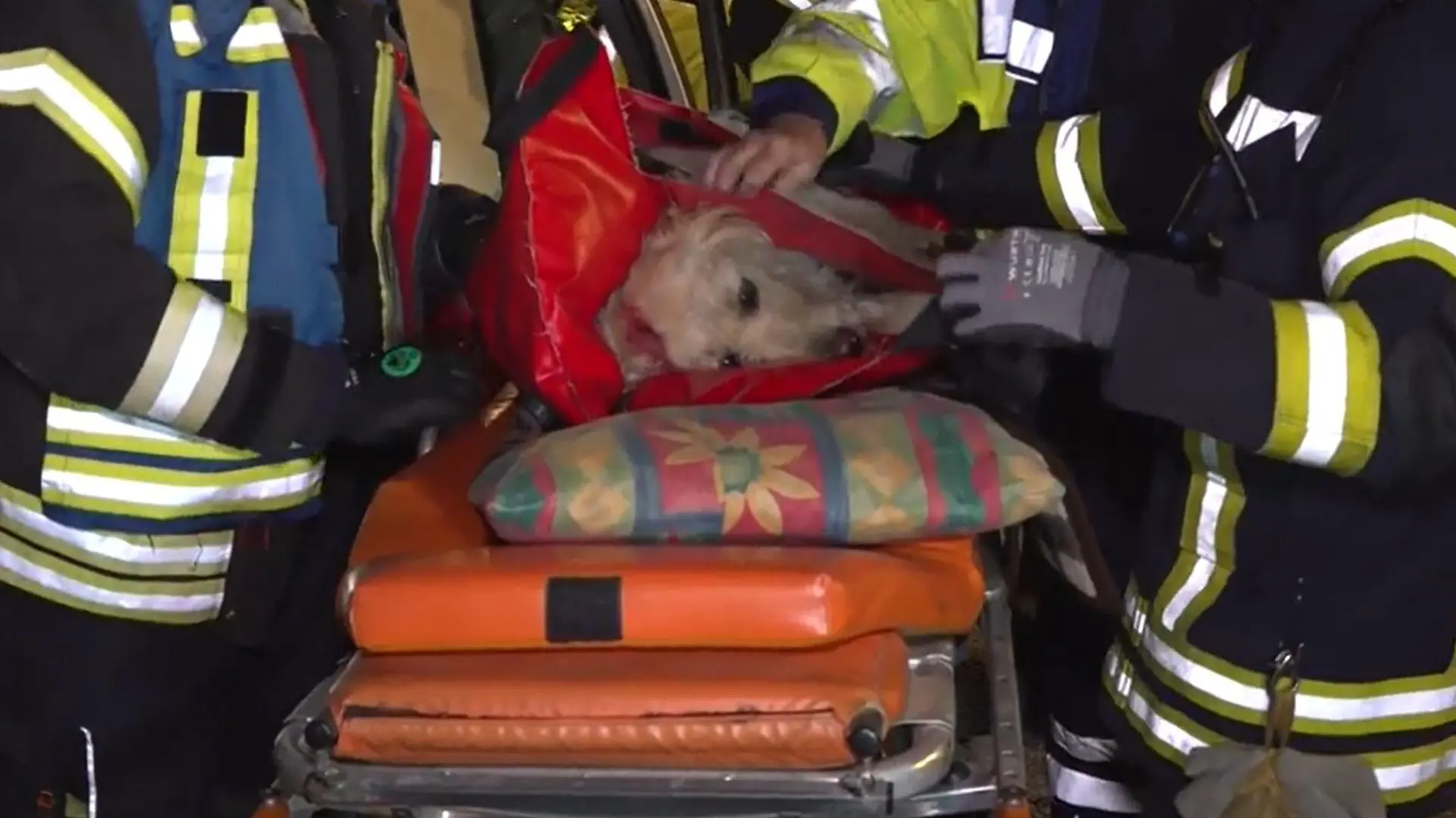 Schwer verletzter Patient mit vier Pfoten am Unfallort.