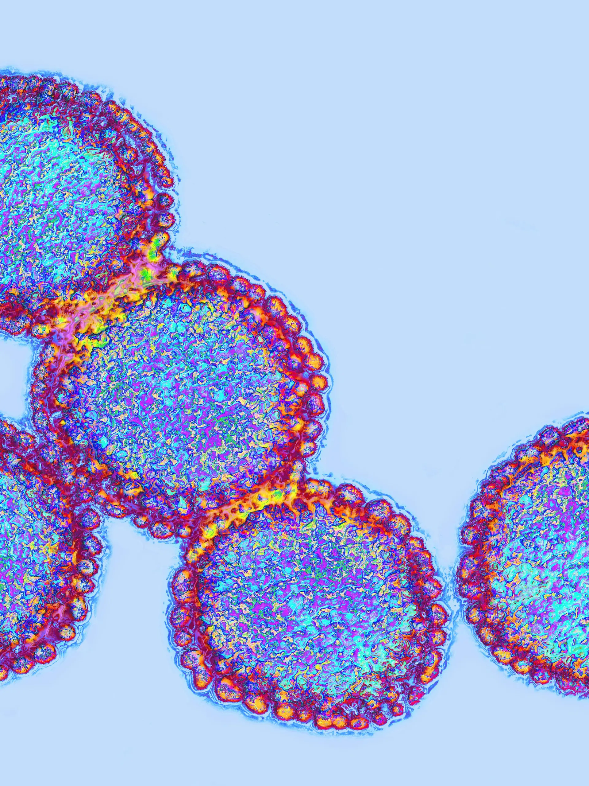 Influenza-Virus
