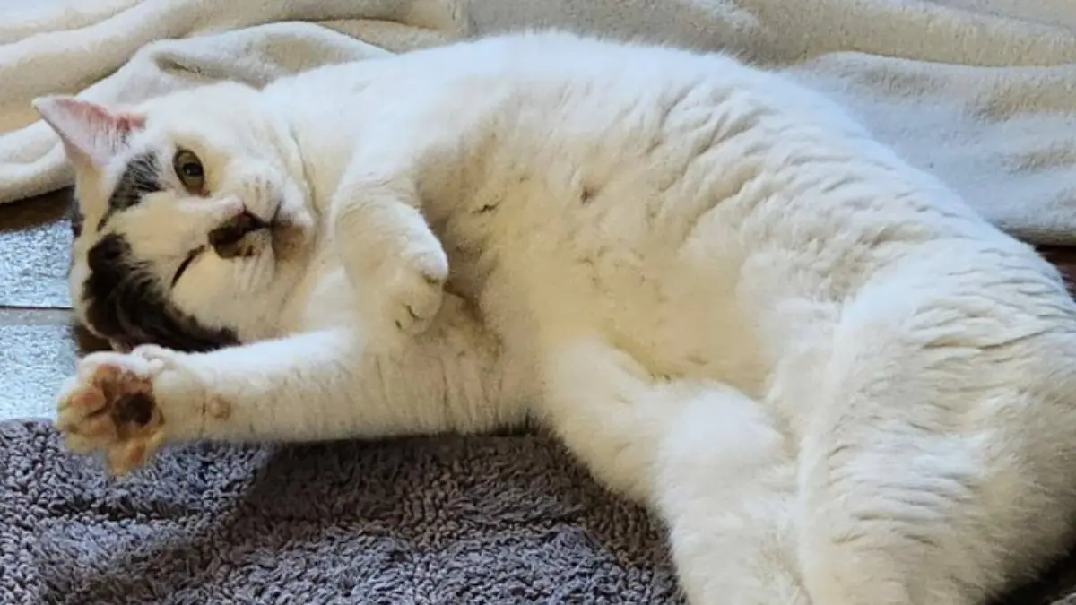 Die schneeweiße Flocke wartet im Tierheim Drakenburg auf ihre neuen Besitzer.