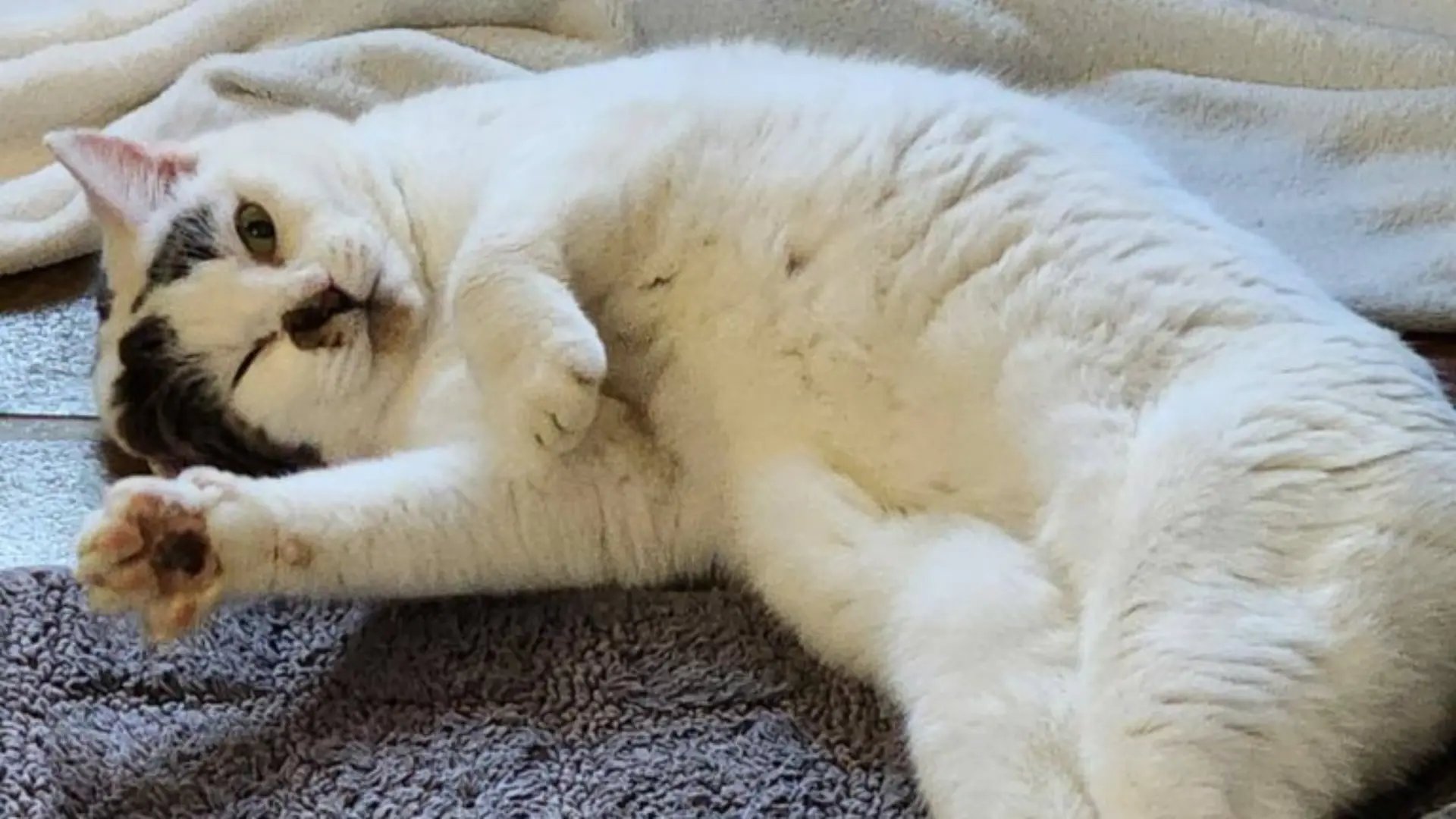 Die schneeweiße Flocke wartet im Tierheim Drakenburg auf ihre neuen Besitzer.