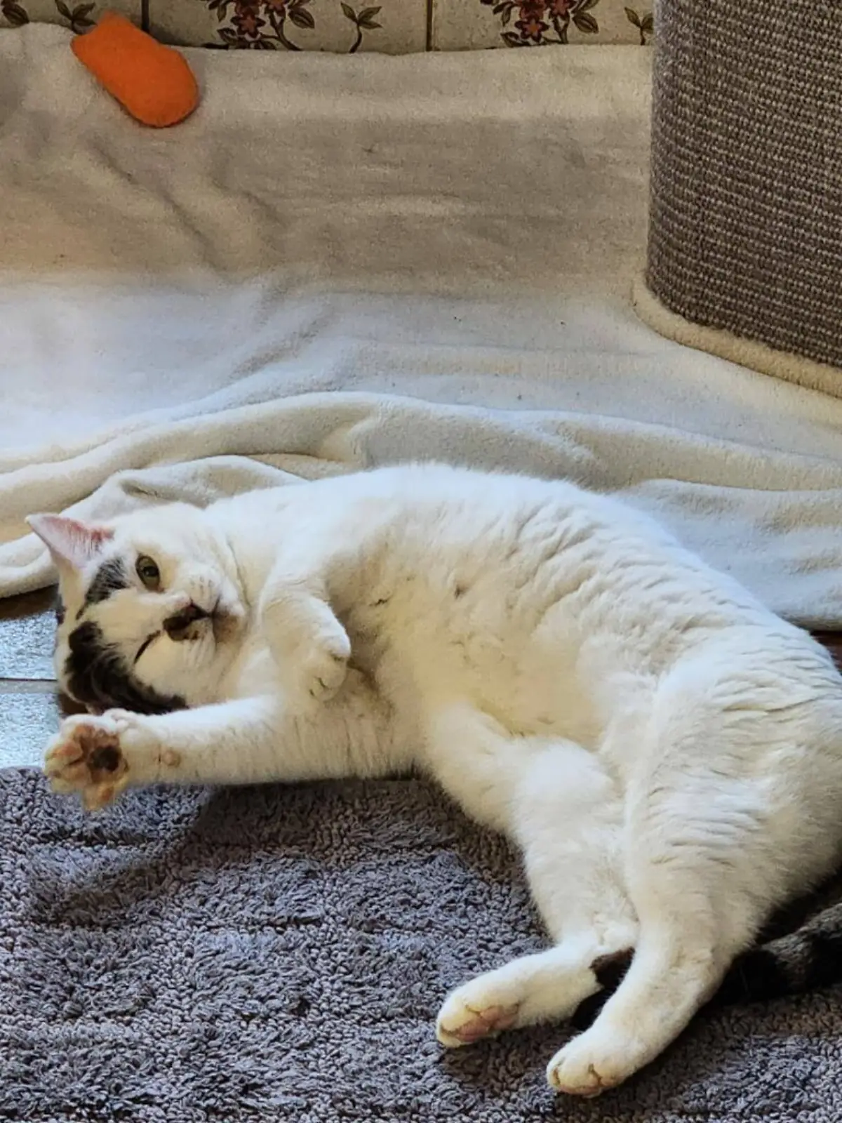 Bild zu: "Drei Wochen alleine eingesperrt! Katze Flocke kämpfte ums Überleben"
