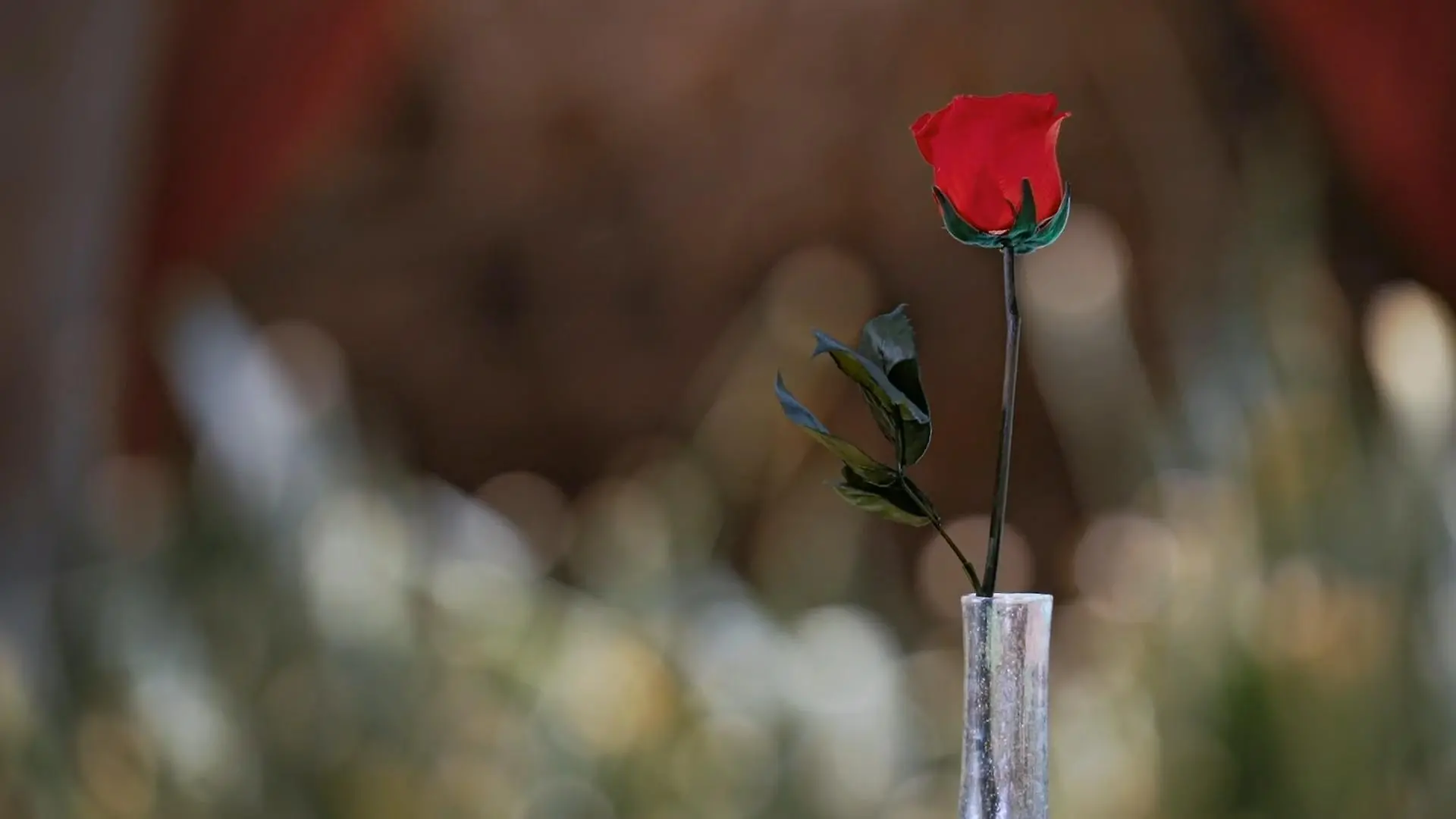 Sie ist das Objekt der Begierde. Sie wollen alle Frauen haben: die letzte Rose. Oder dieses Jahr vielleicht doch nicht?