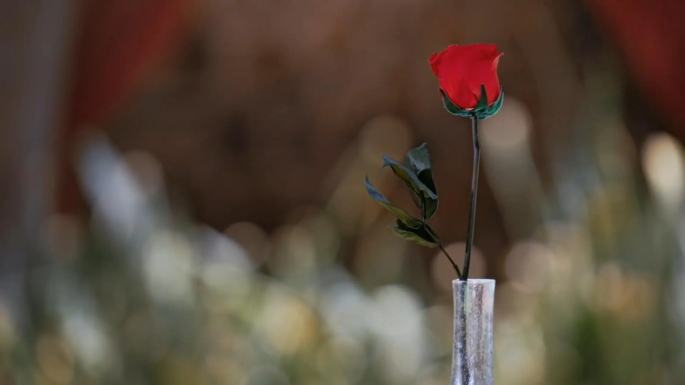 Sie ist das Objekt der Begierde. Sie wollen alle Frauen haben: die letzte Rose. Oder dieses Jahr vielleicht doch nicht?