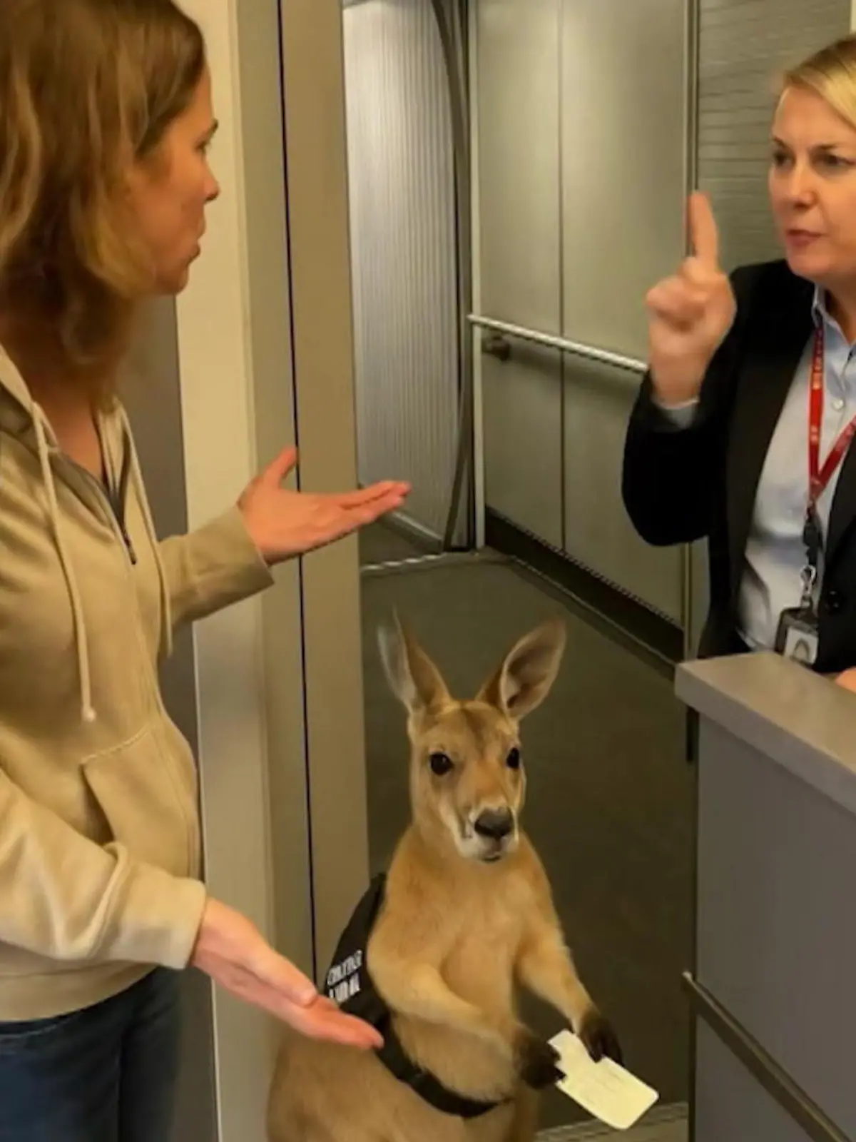 Bild zu: "Fliegt hier etwa ein Känguru mit? RTL macht den Security-Check"