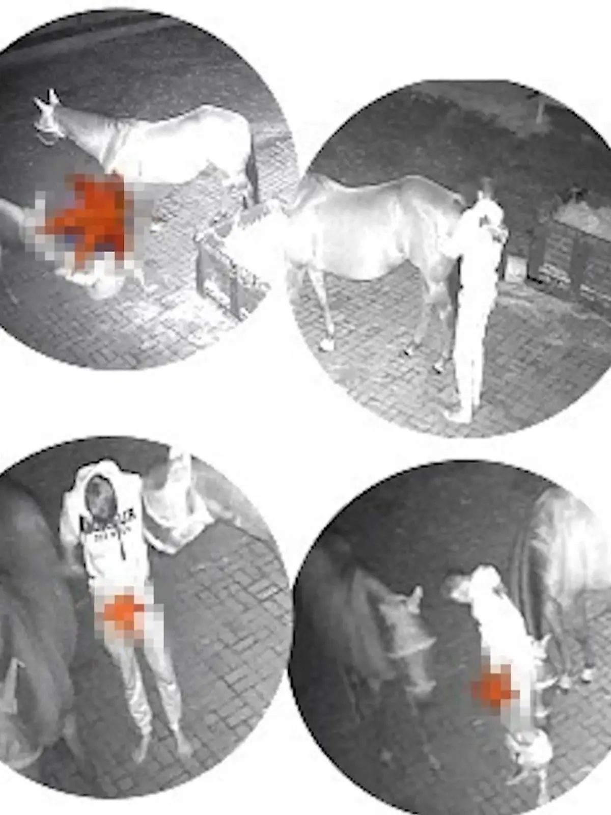 Bild zu: "Polizei sucht mutmaßlichen Tierschänder"