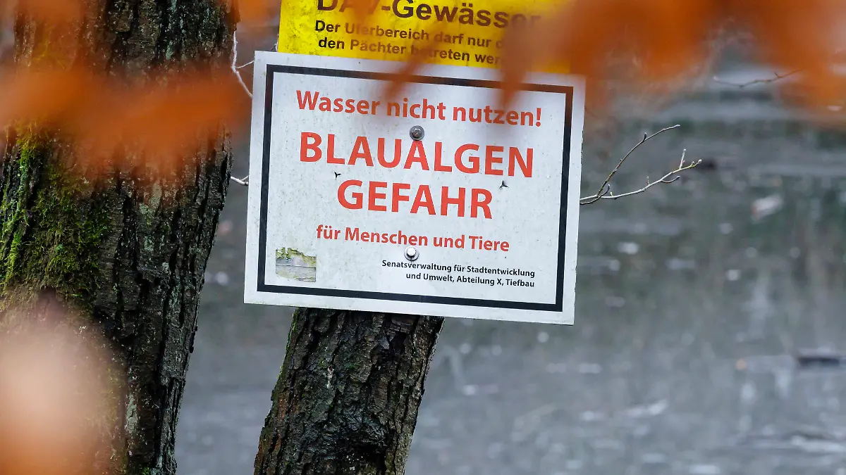 Ein Schild mit der Aufschrift Wasser nicht nutzen - BLAUALGEN GEFAHR haengt an einem Baum am Hubertussee in Berlin Frohnau. Berlin, 25.01.2025.