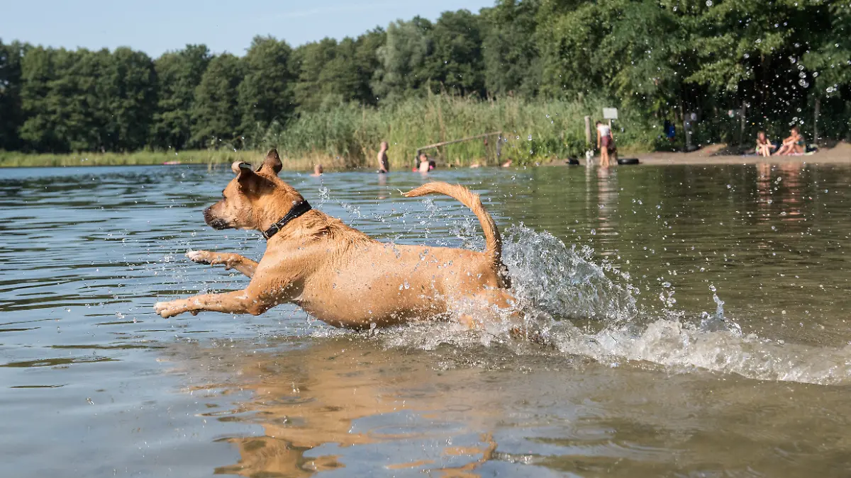 Ein Hund springt am 31.07.2018 in Berlin in einen See.