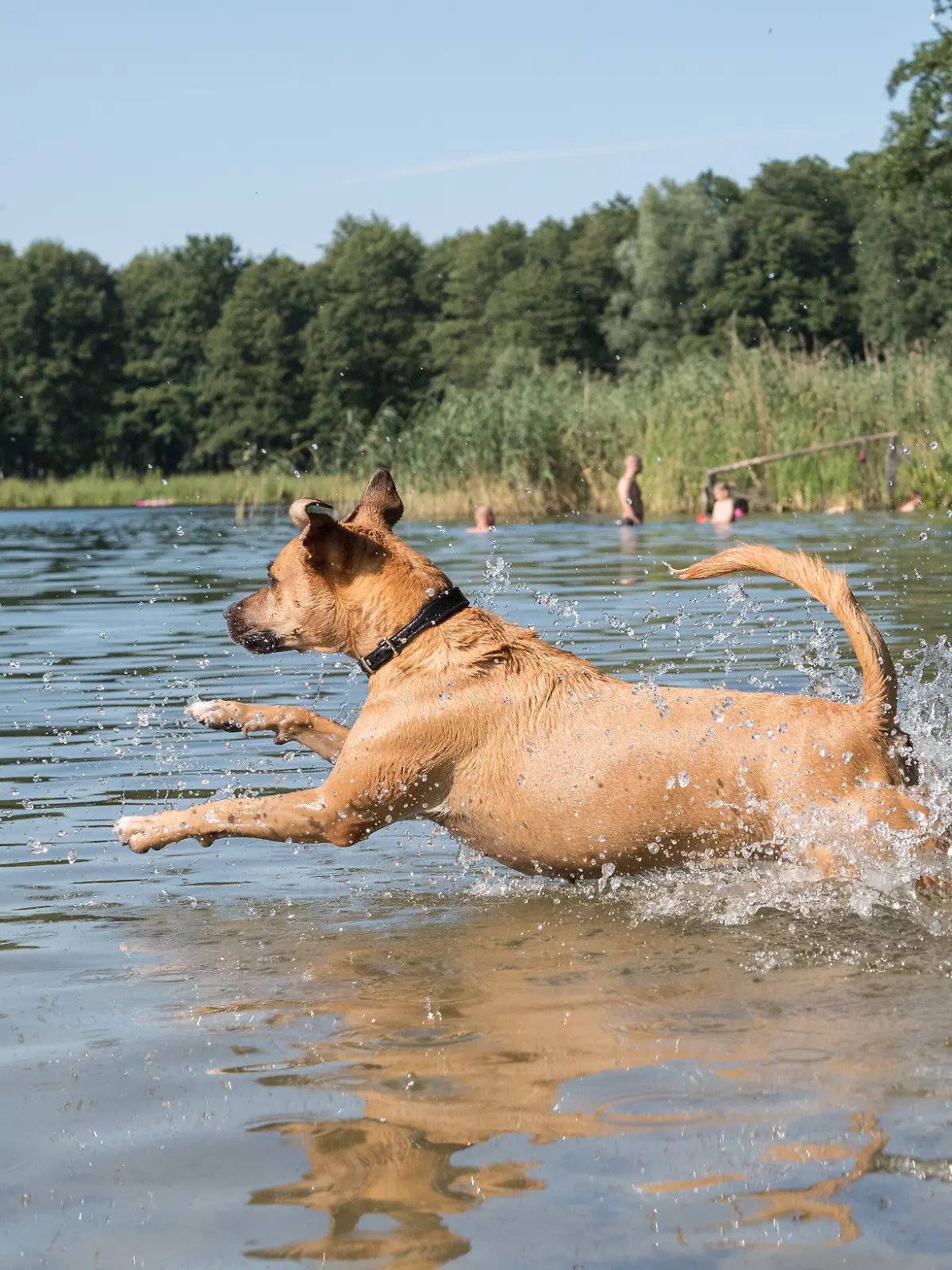 Ein Hund springt am 31.07.2018 in Berlin in einen See.