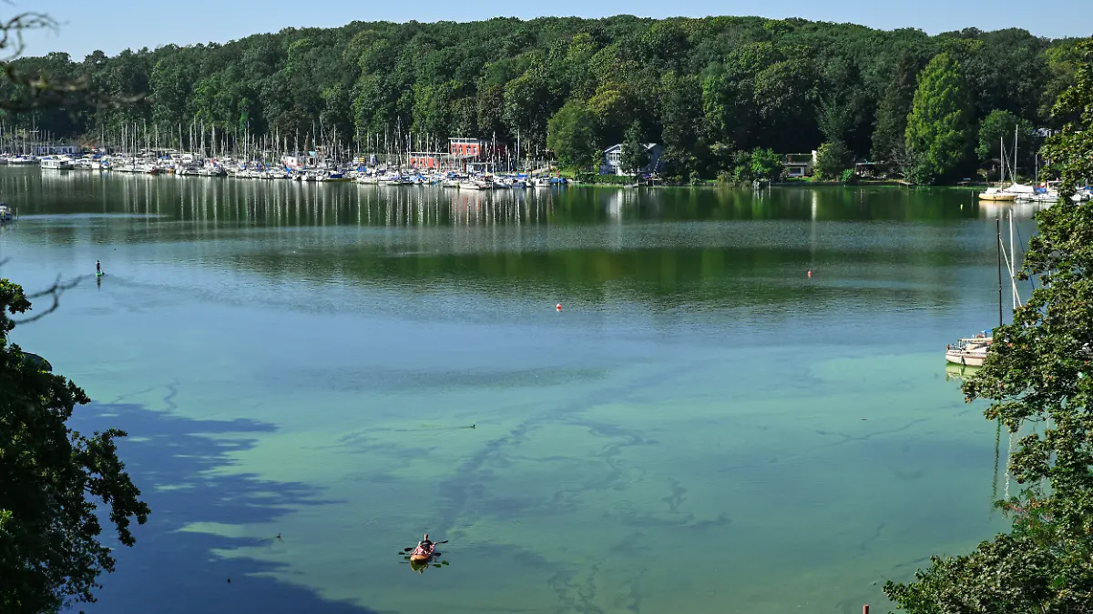 Ein Paddelboot durchquert den Teppich aus Blaualgen in dem von der Havel gespeisten Stößensee.