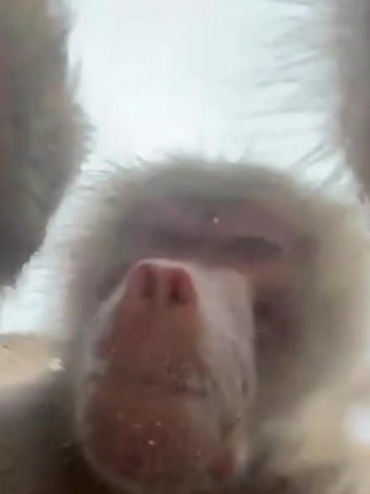 Mit dem Handy einer Besucherin! Zoo-Affen filmen Tierdoku im Gehege