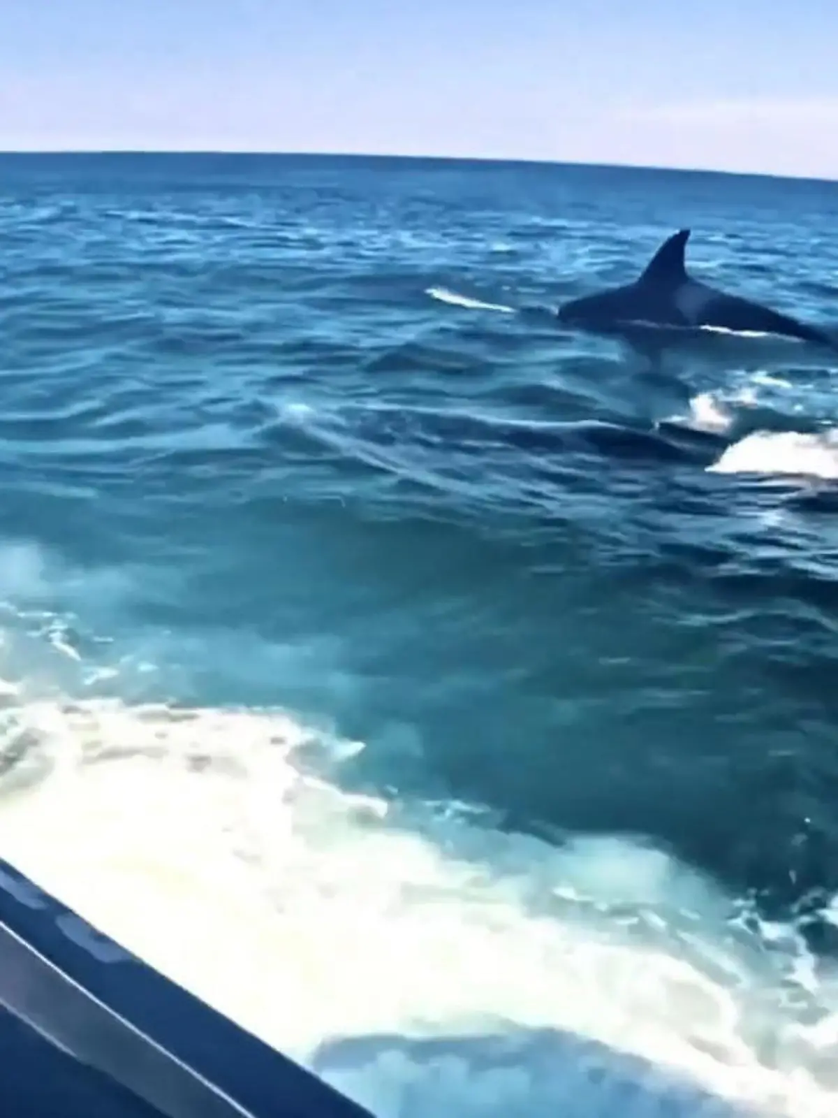 Bild zu: "Es sucht bei Touristen Schutz! Orcas attackieren Wal-Baby"