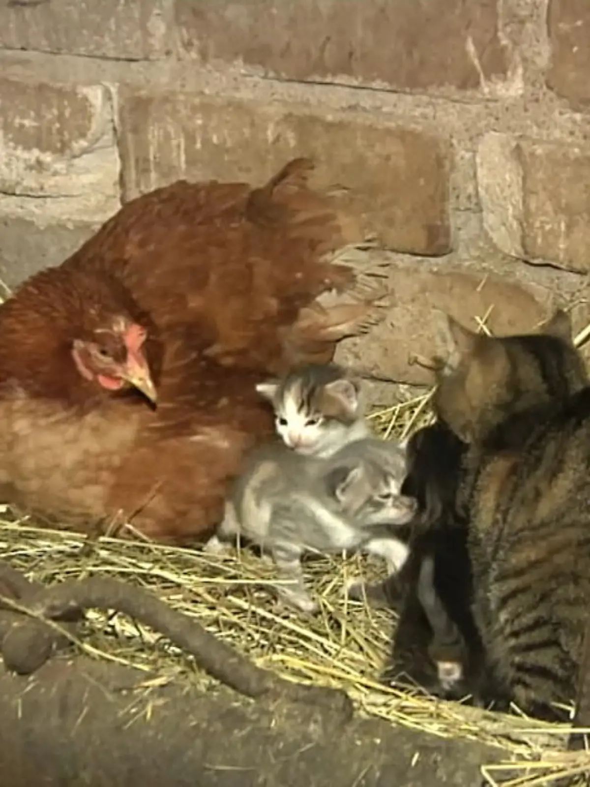 Eine  Henne aus Litauen adoptierte 4 kleine Kitten, weil die Katze sie in ihrem Nest geworfen hatte. Jetzt haben die Kätzchen 2 Mütter - ihre leibliche und eine Henne.