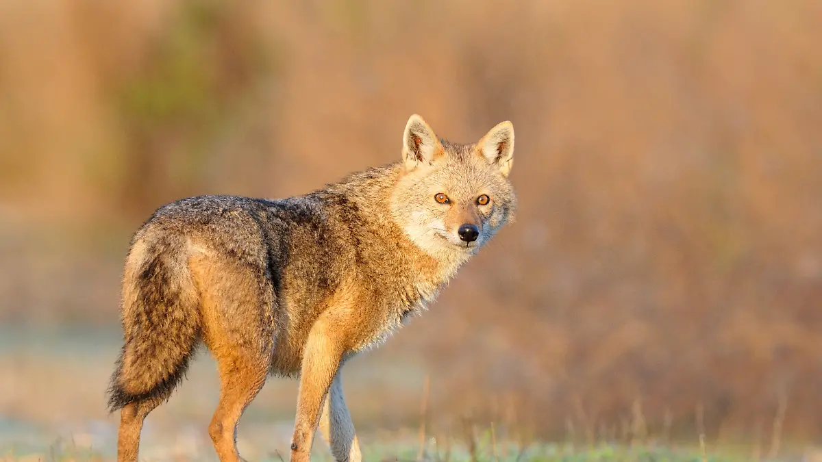 Golden Jackal in sunrise