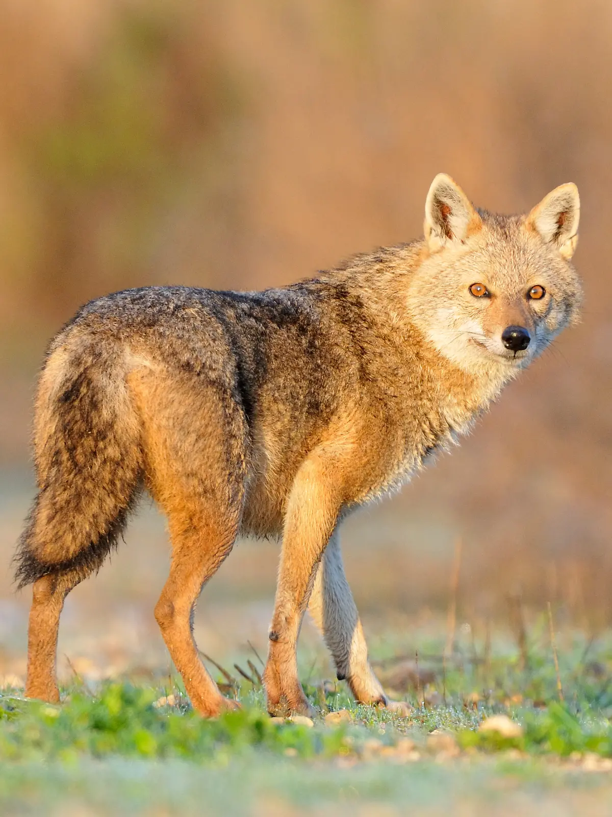 Golden Jackal in sunrise