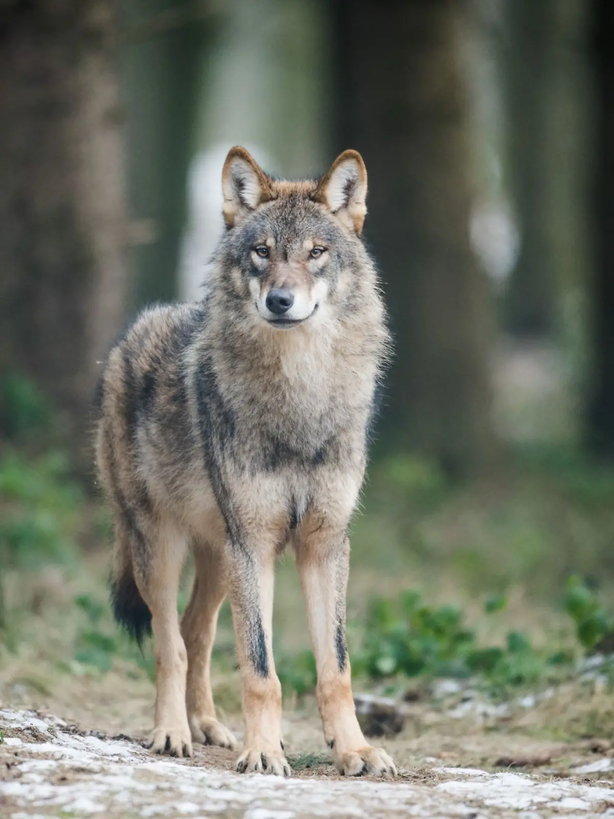 Bild zu: "Beschlossene Sache! Wolf darf bald gejagt werden"