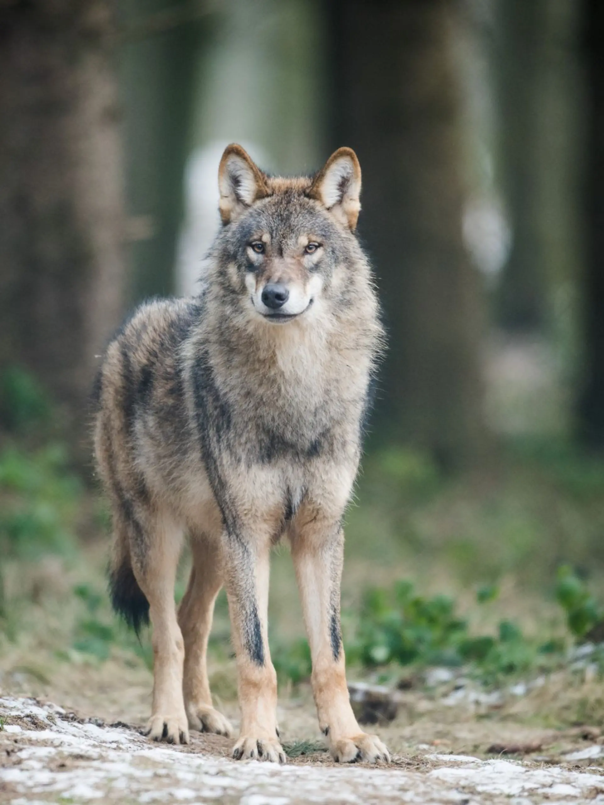 Bild zu: "Beschlossene Sache! Wolf darf bald gejagt werden"