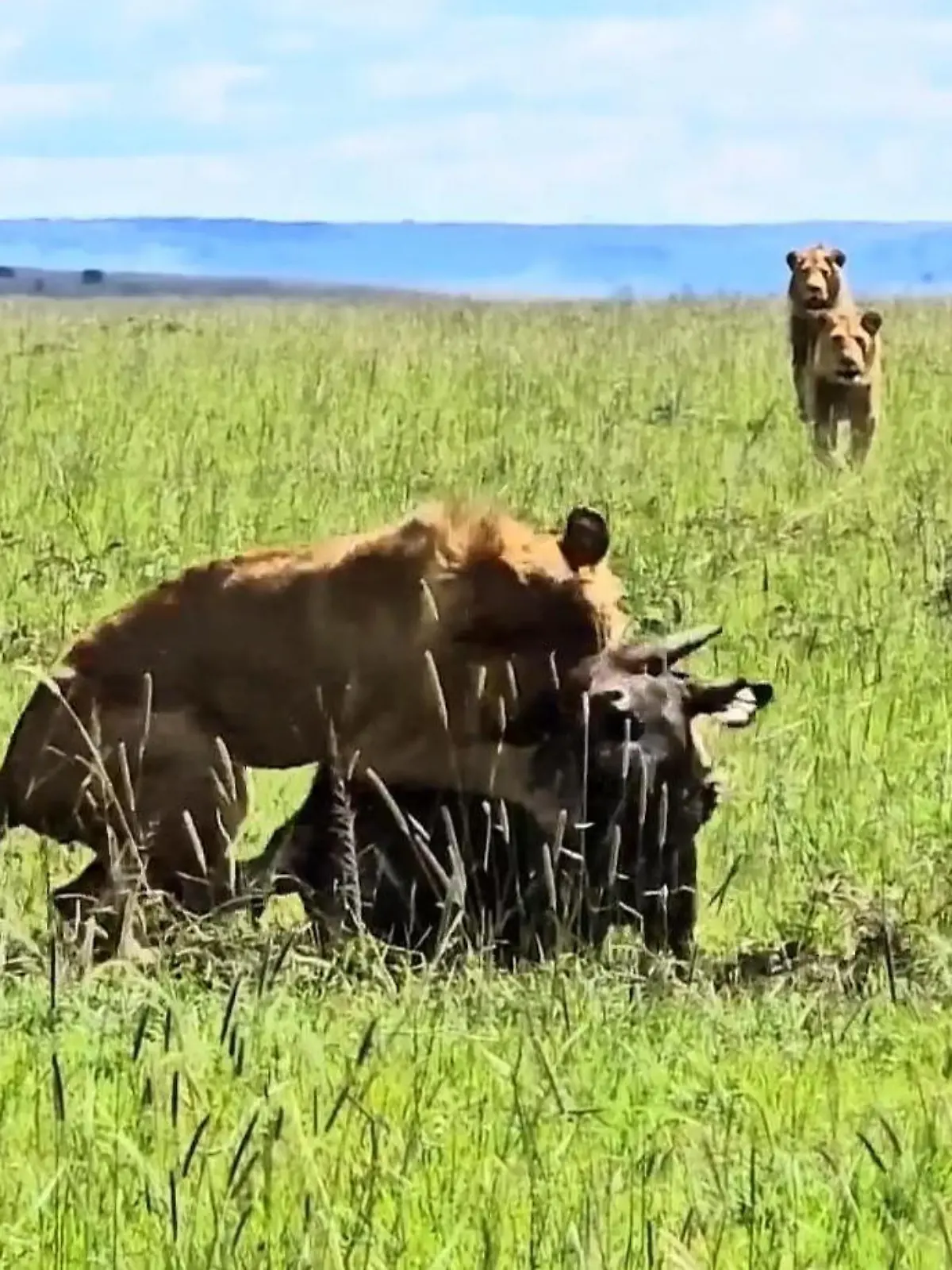Welch ein Alptraum! Löwin attackiert schlafenden Büffel