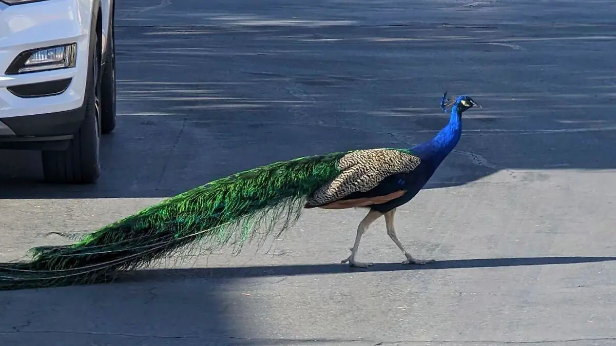 This undated photo provided by Felicity Carter shows Pete, a Las Vegas neighborhood peacock that was killed with a hunter’s bow and arrow in August 2023. Authorities are trying to find who was behind it. (Felicity Carter via AP)