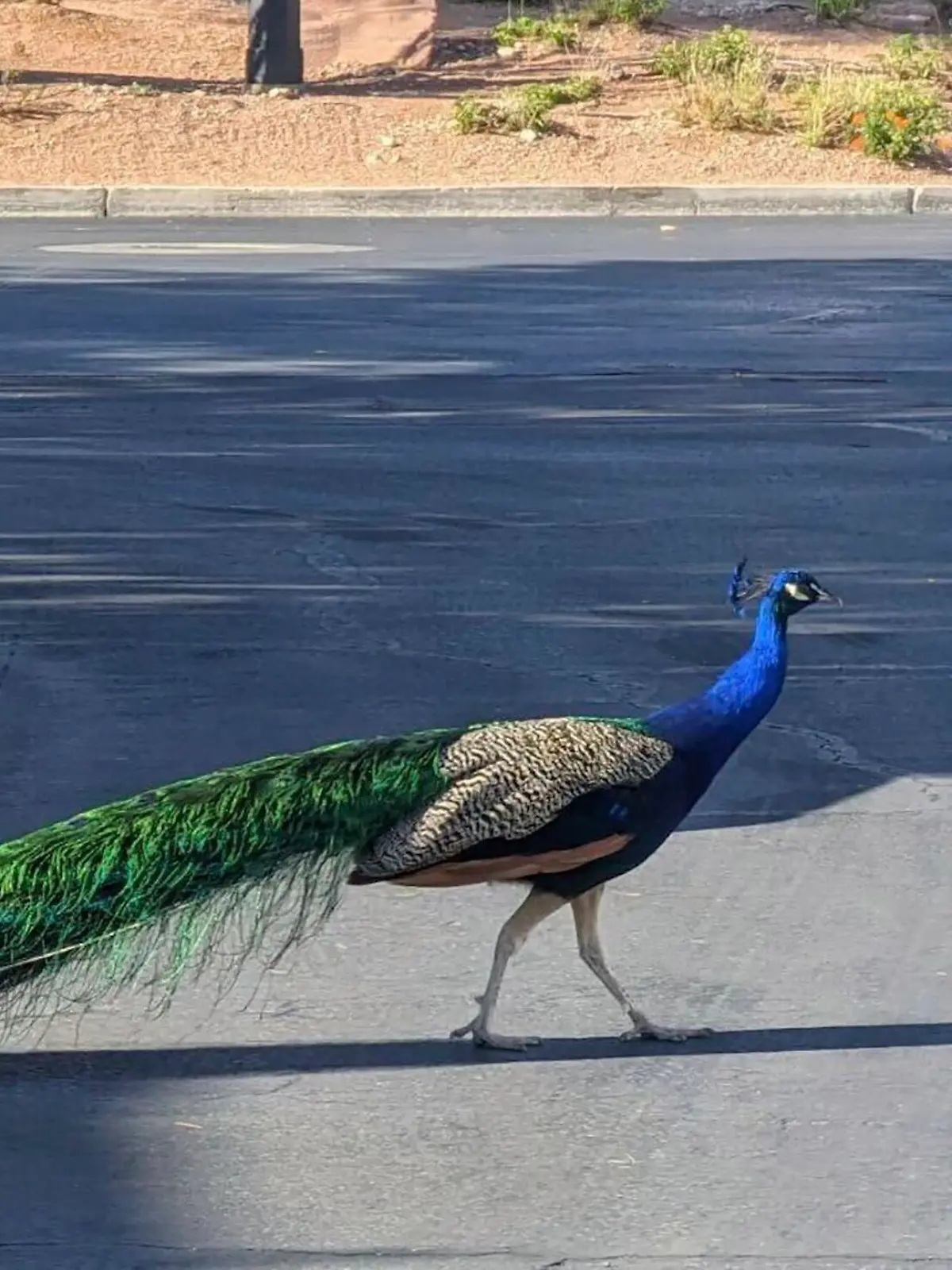 This undated photo provided by Felicity Carter shows Pete, a Las Vegas neighborhood peacock that was killed with a hunter’s bow and arrow in August 2023. Authorities are trying to find who was behind it. (Felicity Carter via AP)