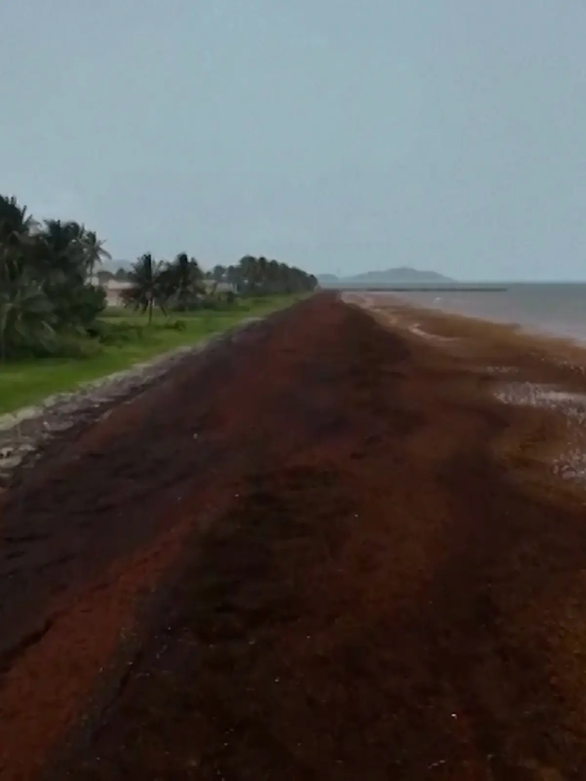 Fluch der Karibik! Algen-Teppich zerstört Traumstrände