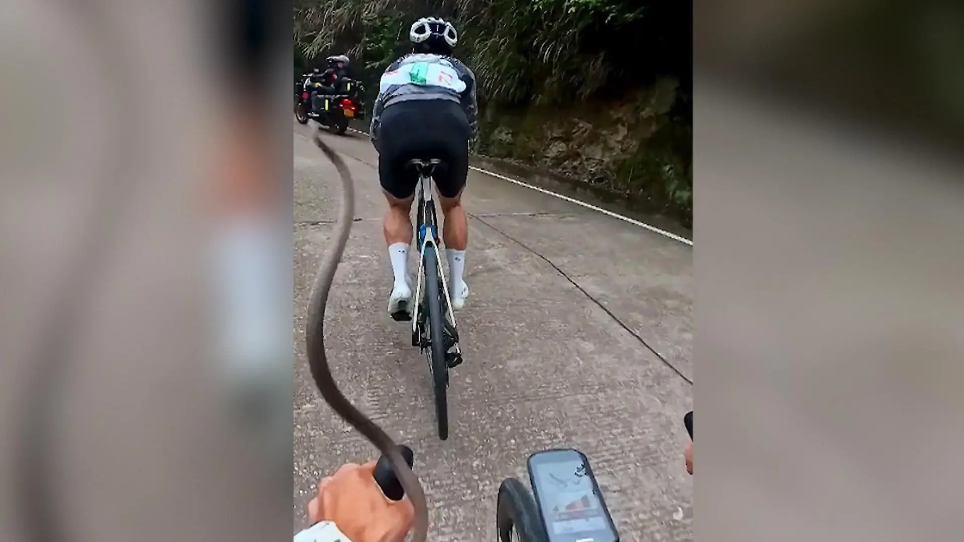 Achtung, fliegende Schlange! Radrennen mit züngelndem Hindernis Plötzlich spürt er was an seinem Arm