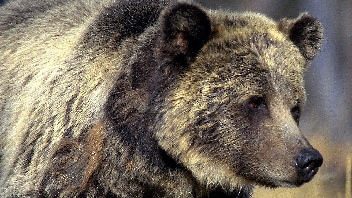 Ein Grizzlybär streift durch den Yellowstone Nationalpark im US-Bundesstaat Wyoming (undatiert). Undatierte Aufnahme. ### Grizzly Bear - Ursus horribilis arctos ## Undated picture of a grizzly bear in the Yellowstone National Park in Wyoming, USA. #