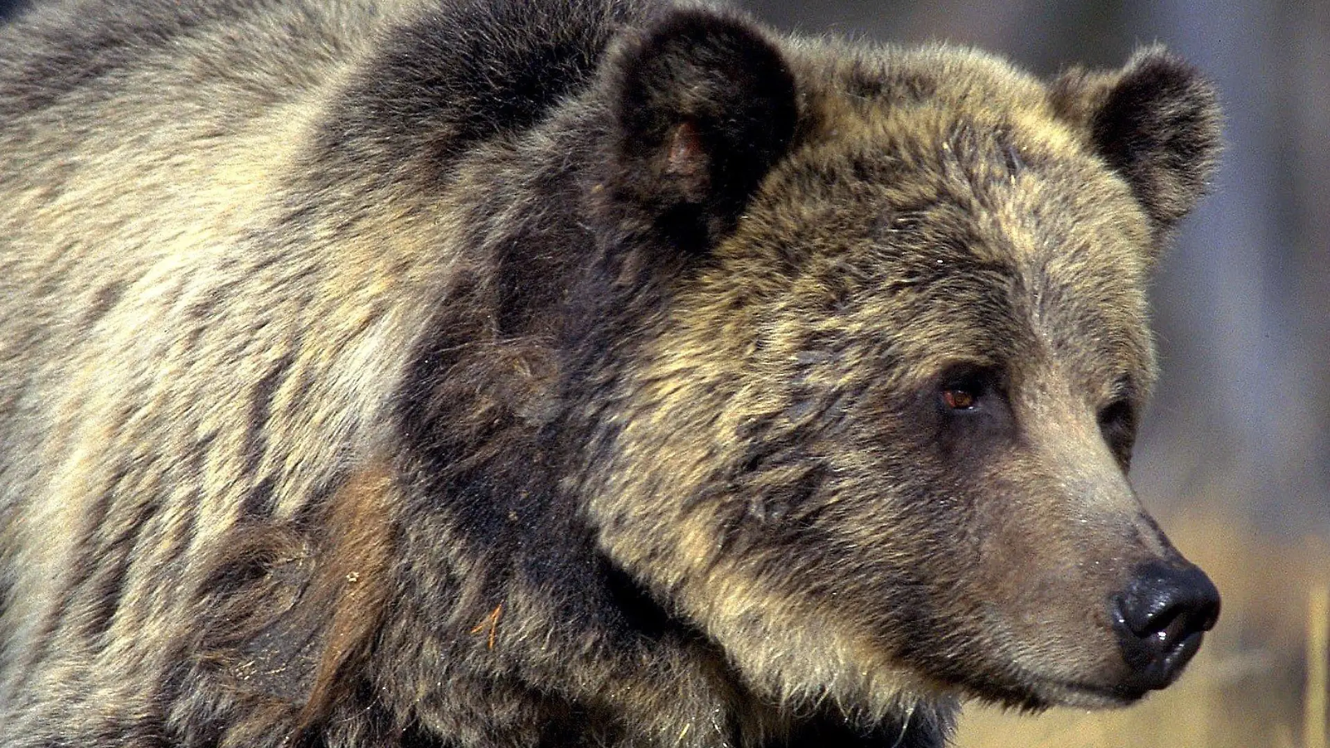 Ein Grizzlybär streift durch den Yellowstone Nationalpark im US-Bundesstaat Wyoming (undatiert). Undatierte Aufnahme. ### Grizzly Bear - Ursus horribilis arctos ## Undated picture of a grizzly bear in the Yellowstone National Park in Wyoming, USA. #