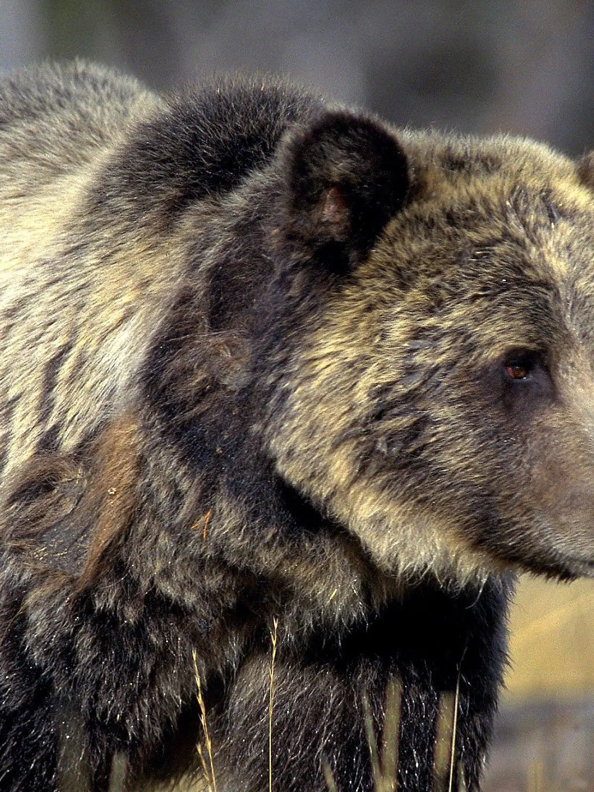 Ein Grizzlybär streift durch den Yellowstone Nationalpark im US-Bundesstaat Wyoming (undatiert). Undatierte Aufnahme. ### Grizzly Bear - Ursus horribilis arctos ## Undated picture of a grizzly bear in the Yellowstone National Park in Wyoming, USA. #