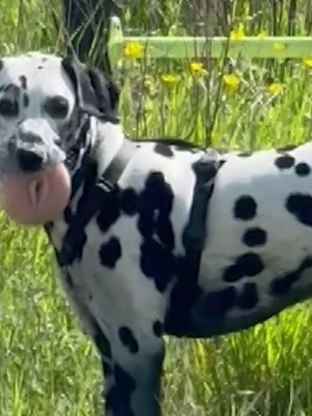 Bild zu: "DAS ist kein Kauknochen! Hund findet Sexspielzeug beim Gassigehen"